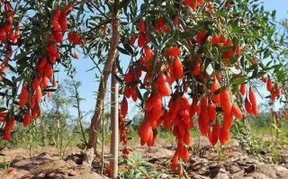 独有专利科技 一粒枸杞的“创新范儿”