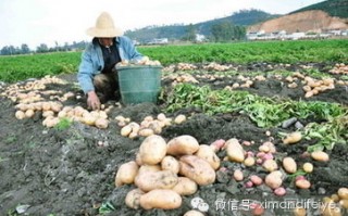 春土豆种植技术视频 视频春季马铃薯管理指南来了