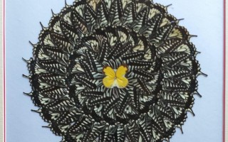 蝶翅科技有限公司 新疆养“蝶”人：蝶翅艺术成就非凡人生