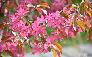 蝴蝶海棠花养殖技术 家庭盆栽灯笼海棠全攻略：地域适应性与养护要点详解